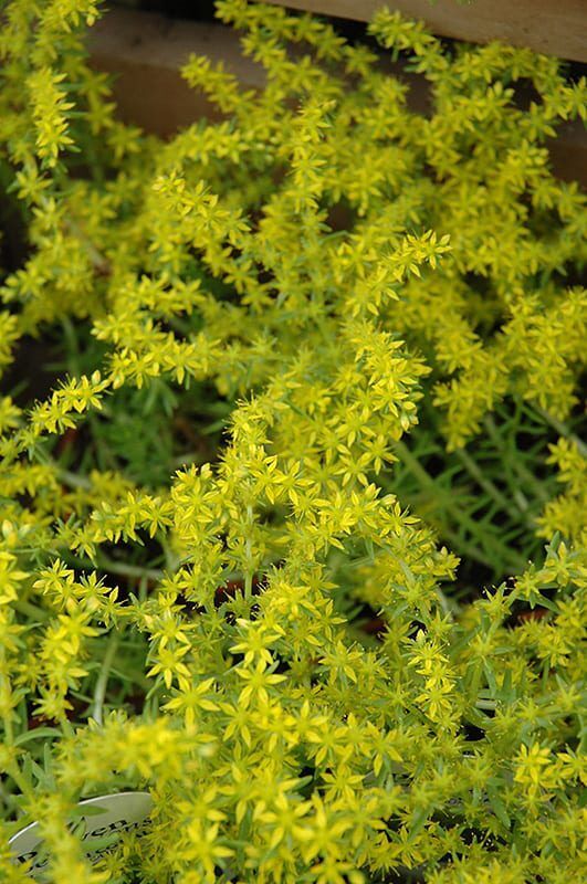 lemon coral stonecrop