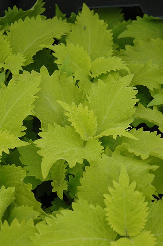 wasabi coleus