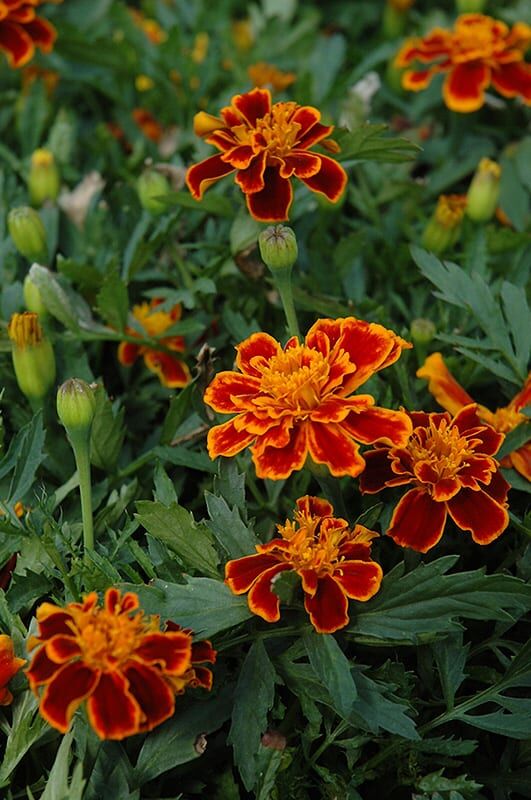 durango flame marigold