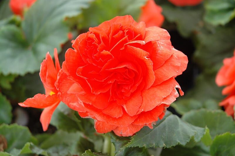 nonstop salmon begonia