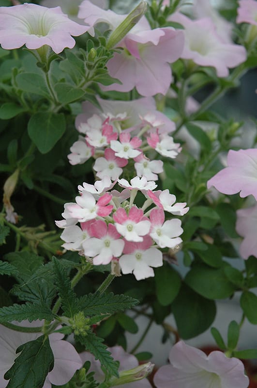 lanai twister pink verbena