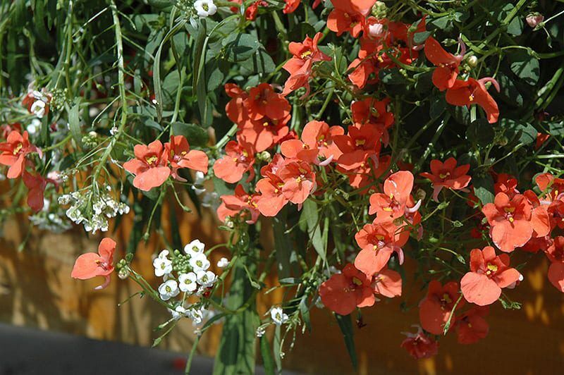 flirtation orange diascia