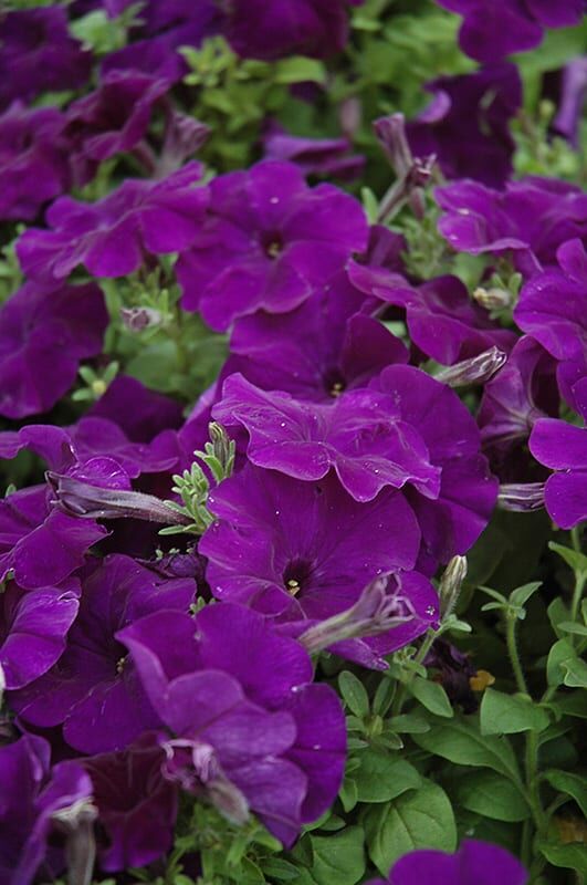 hurrah blue petunia