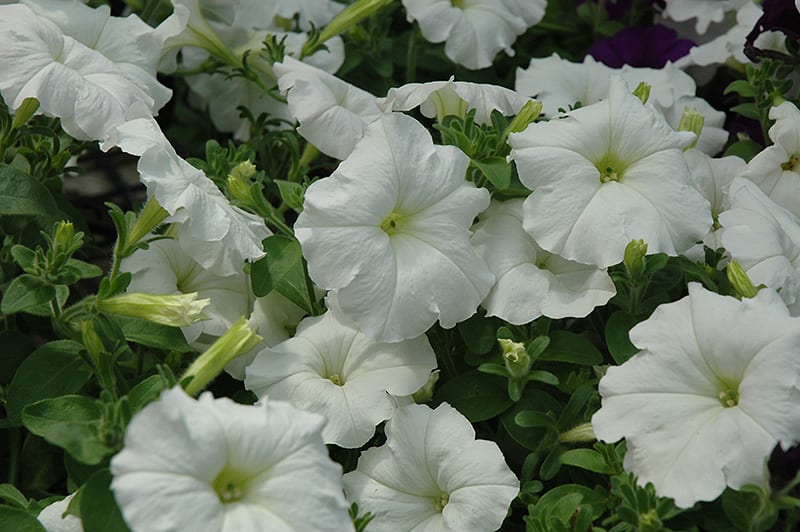 easy wave white petunia