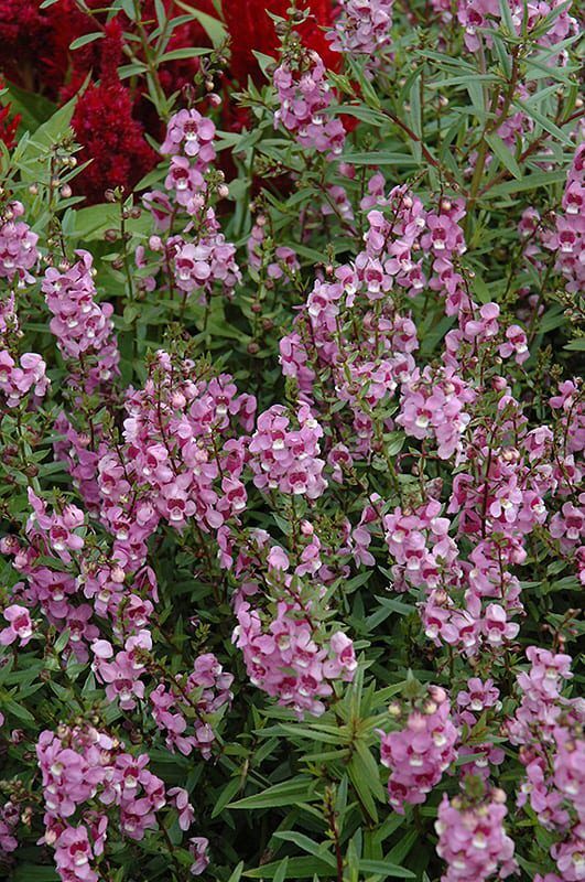 serena lavender pink angelonia