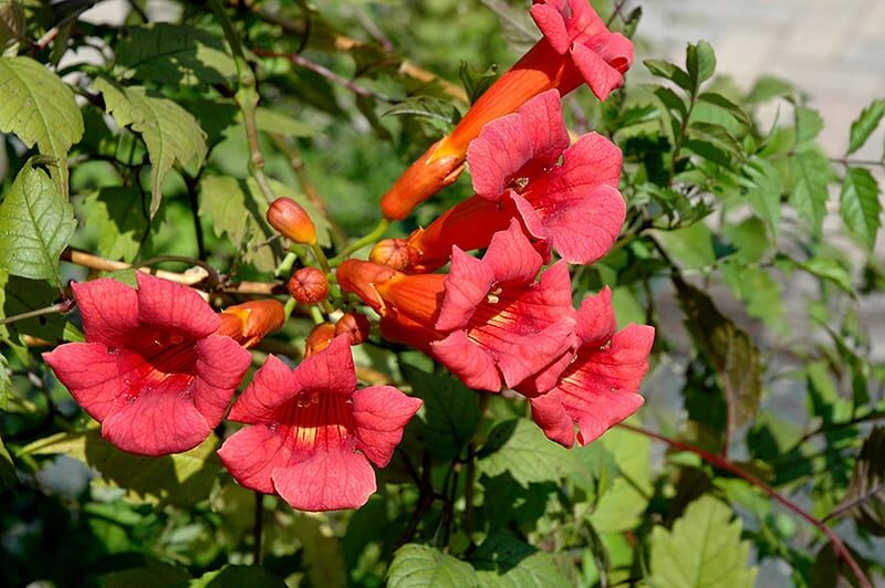 Balboa sunset trumpetvine