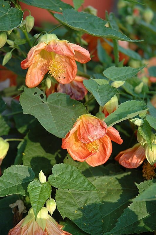 lucky lantern tangerine