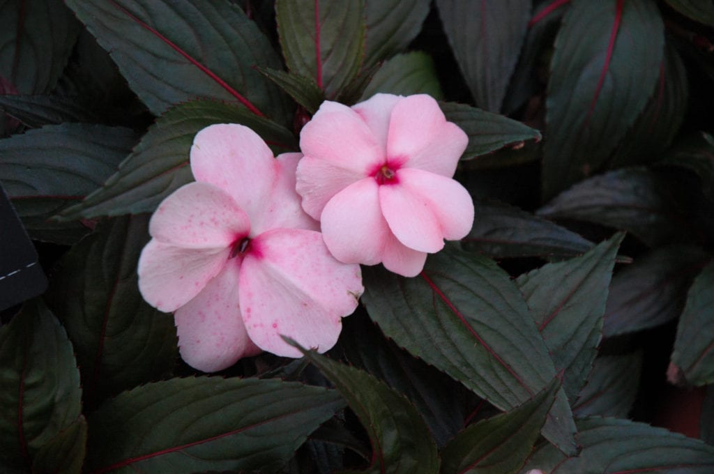 Magnum White Blush New Guinea Impatiens