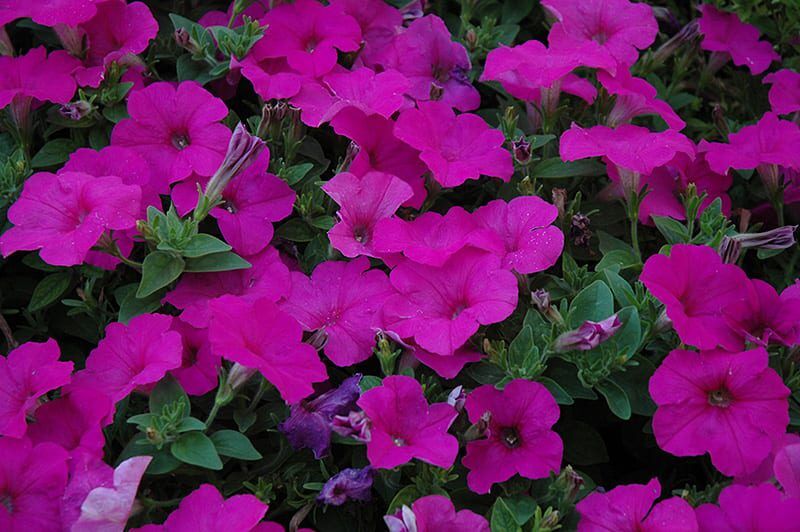 easy wave neon rose petunia