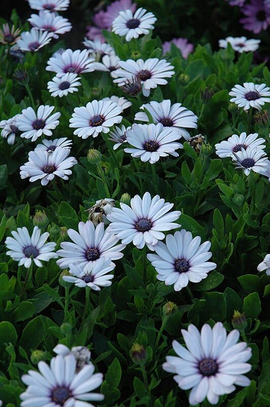 akita white African daisy