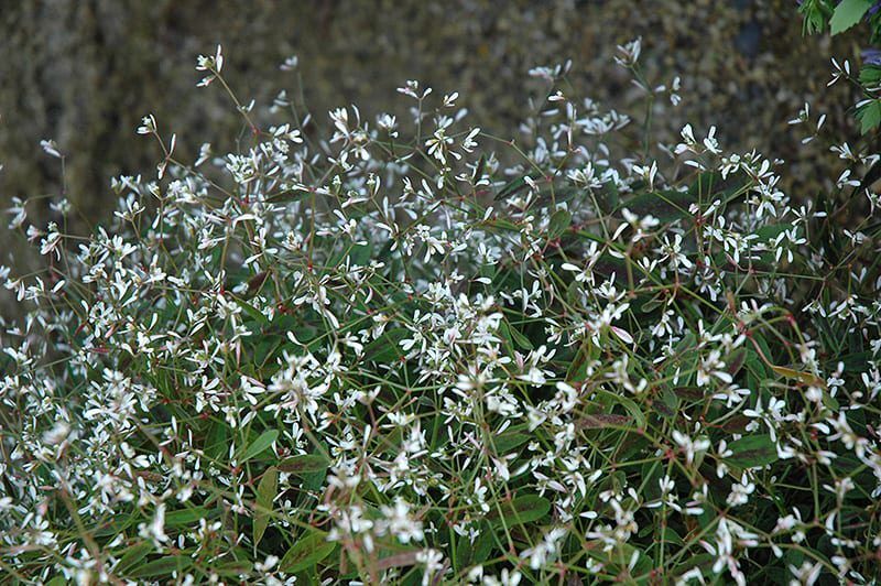 breathless blush euphorbia