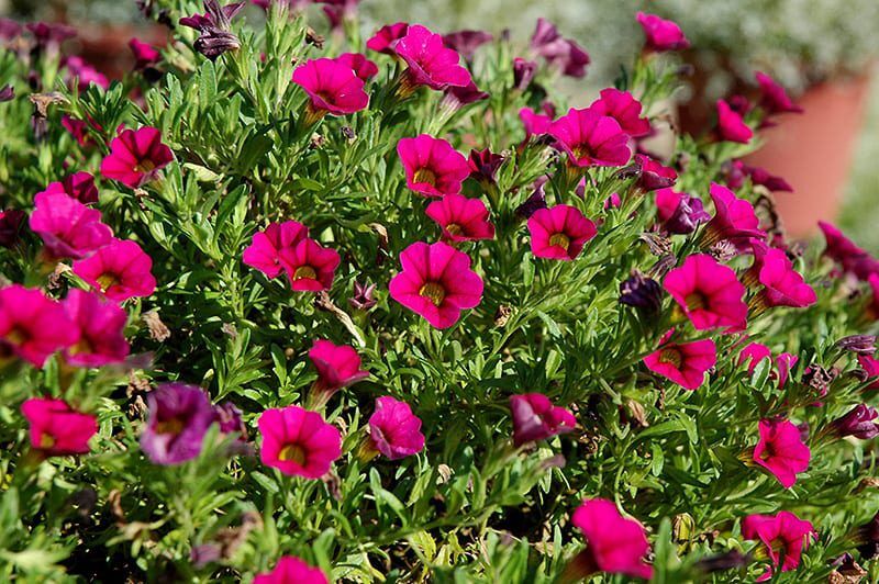 cabaret rose calibrachoa