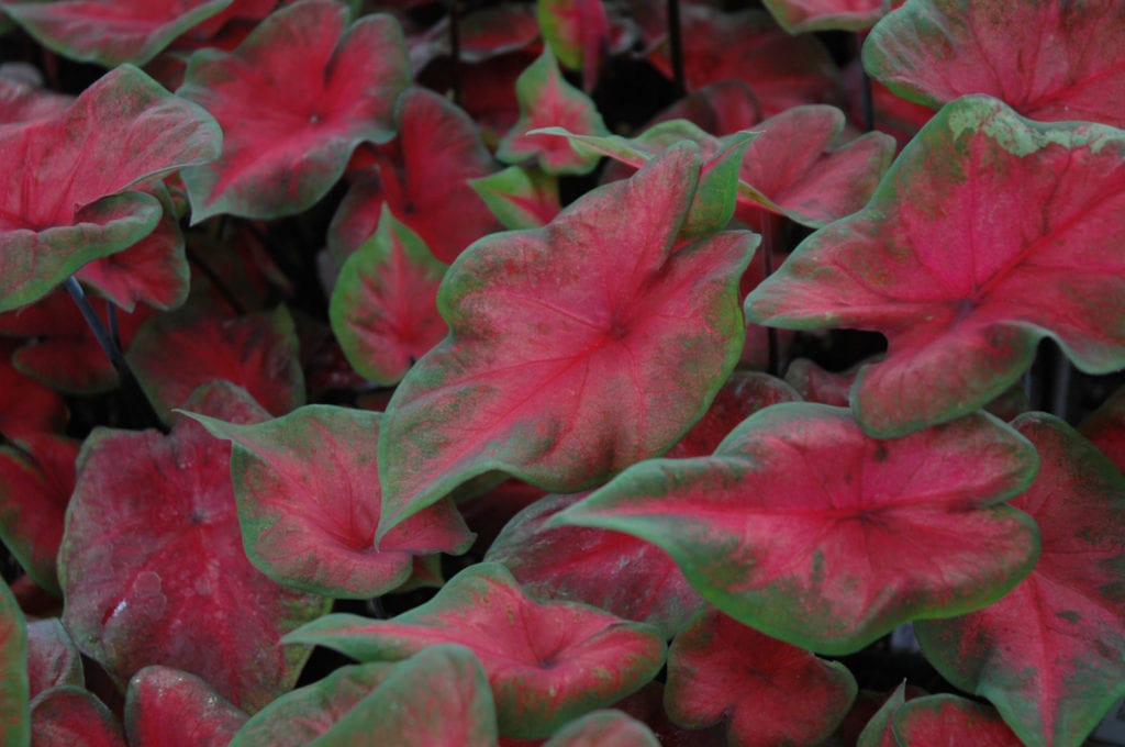 Postman Joyner Caladium