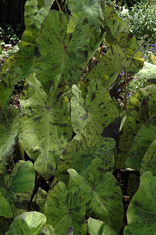 mojito elephant ear