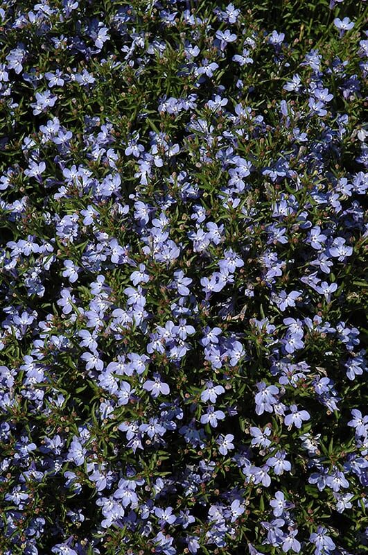 techno heat light blue lobelia