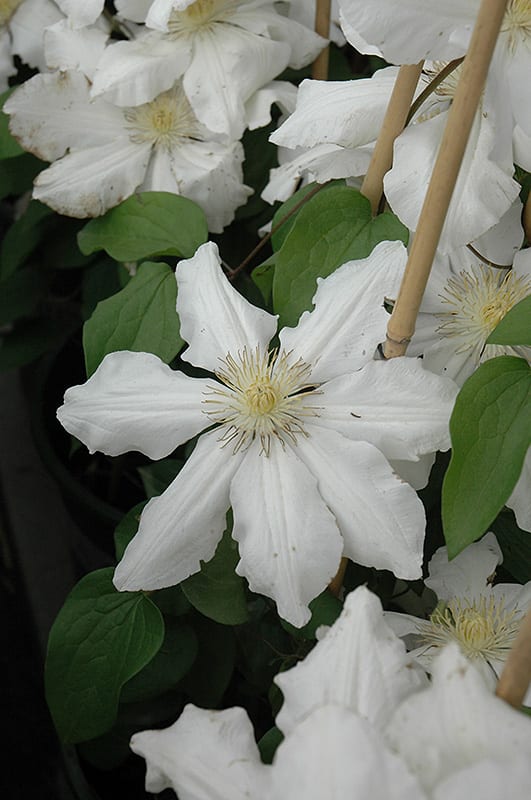 toki clematis