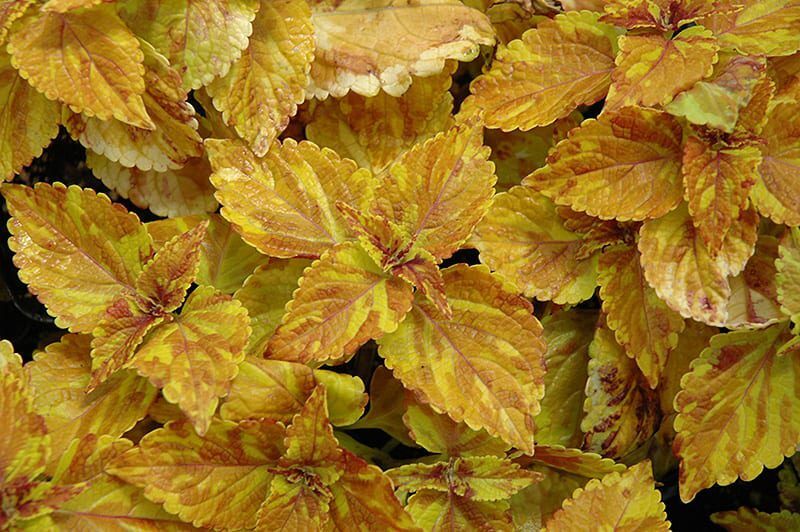 freckles coleus