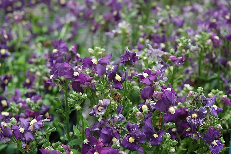 aromatic royal blue nemesia