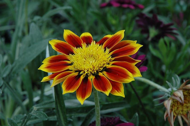 sunbathers totonaca gazania