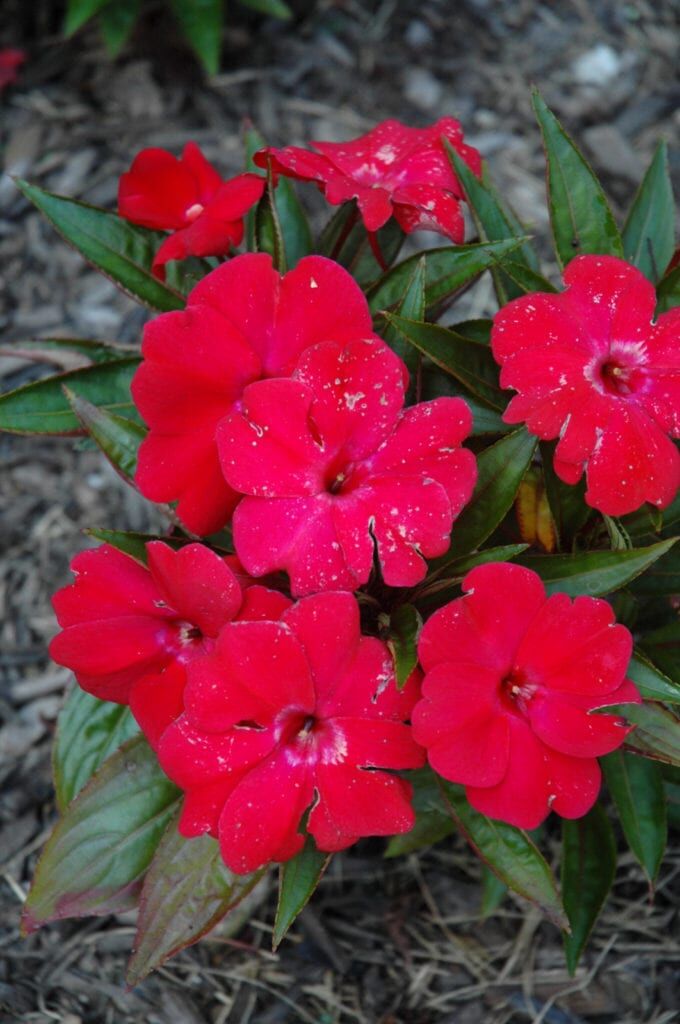 Magnum Dark Red New Guinea Impatiens