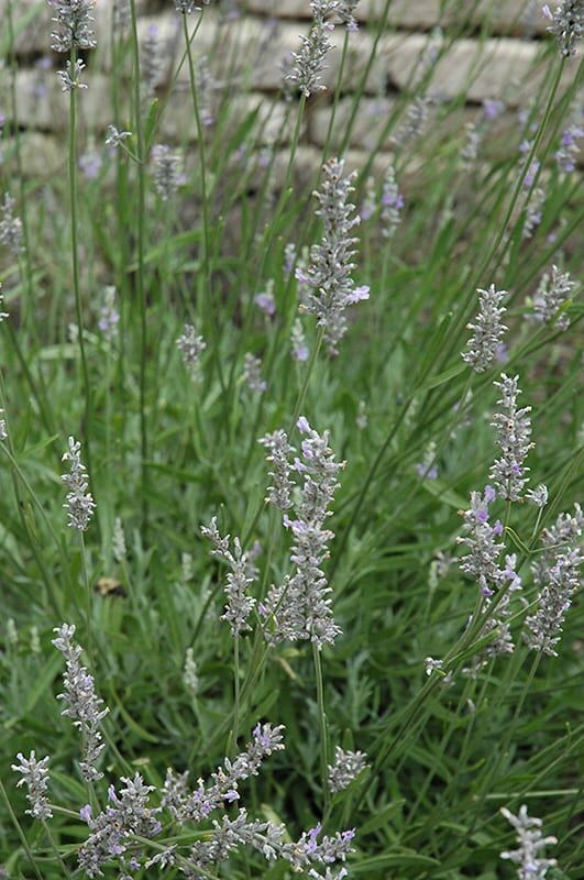 Provence lavender