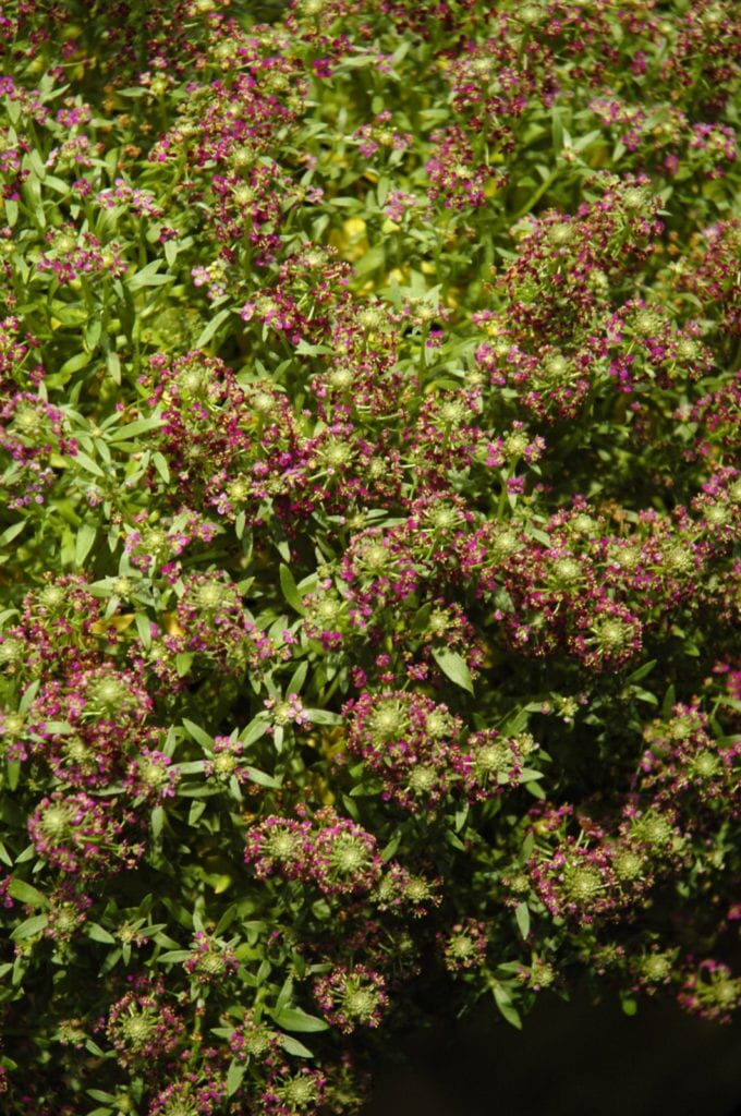 Purple Stream Sweet Alyssum