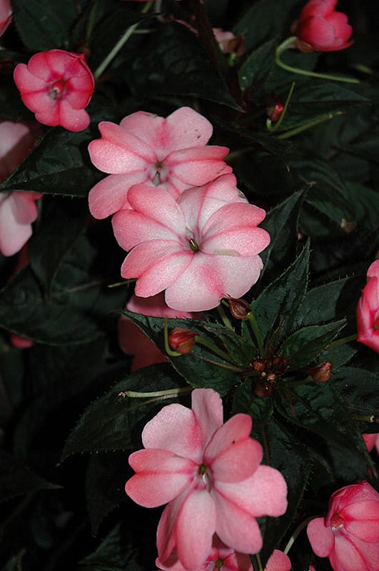 sunpatiens compact blush pink