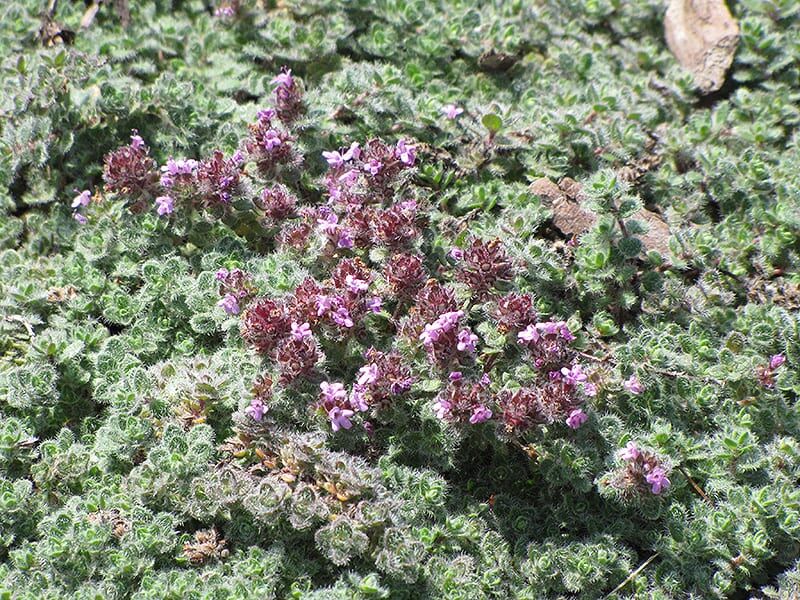 wooly thyme