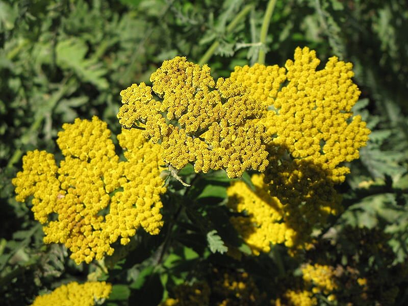 coronation gold yarrow