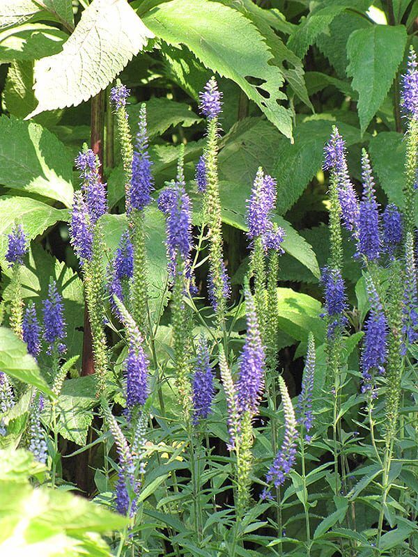 spike speedwell