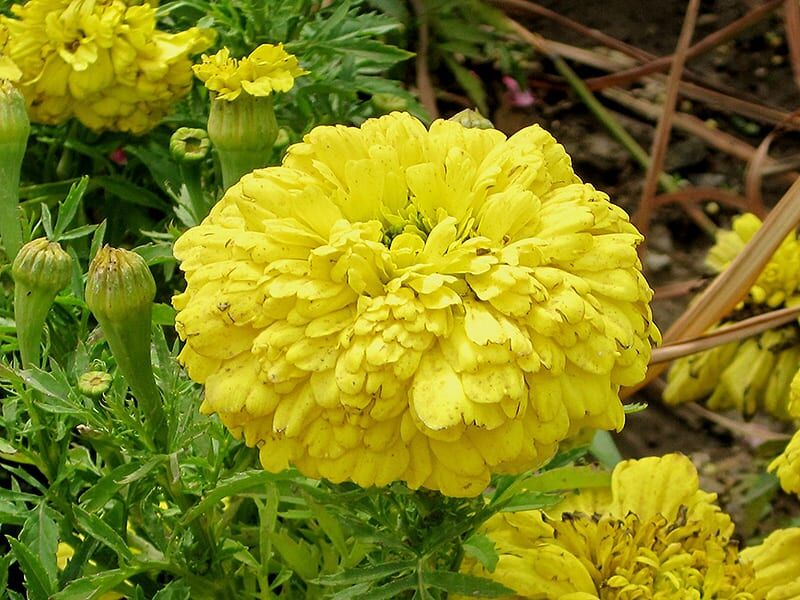 French marigold