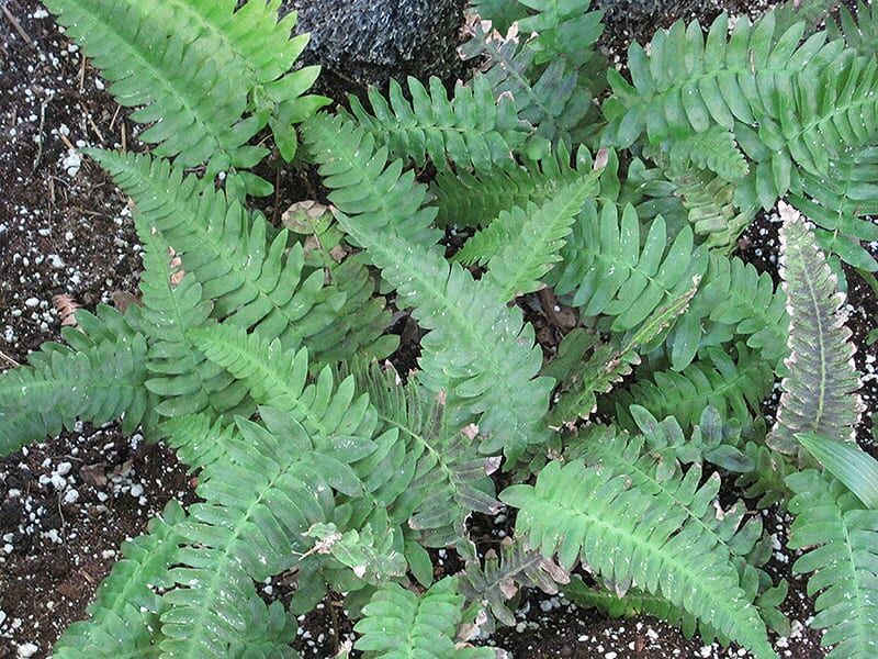 rabbits foot fern