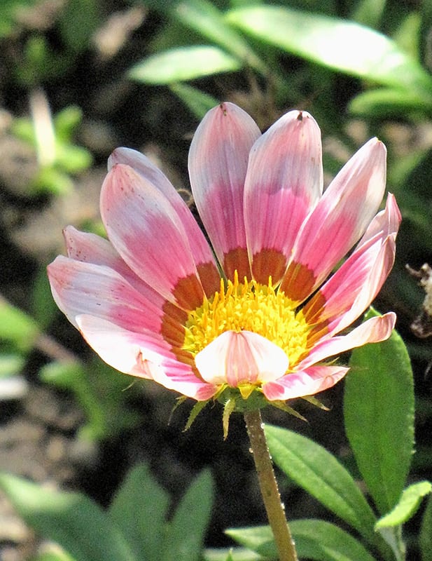 kiss frosty rose gazania