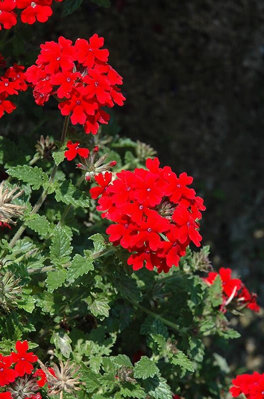 lanai red verbena