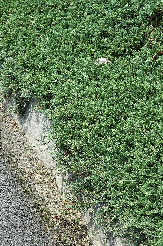 blue rug juniper