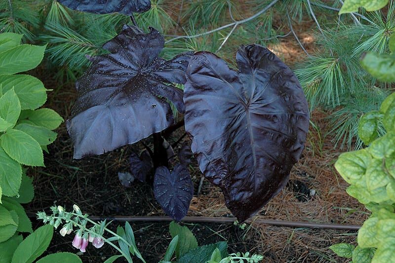 black coral elephant ear