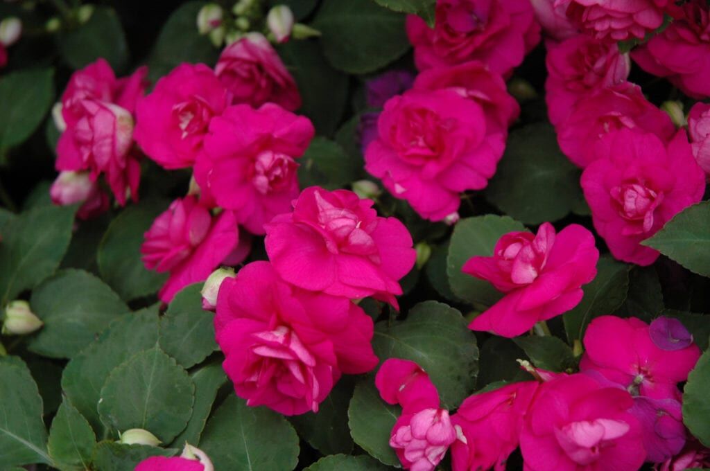 Fiesta Purple Double Impatiens