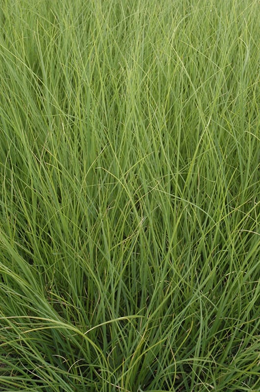 ivory feathers pampas grass