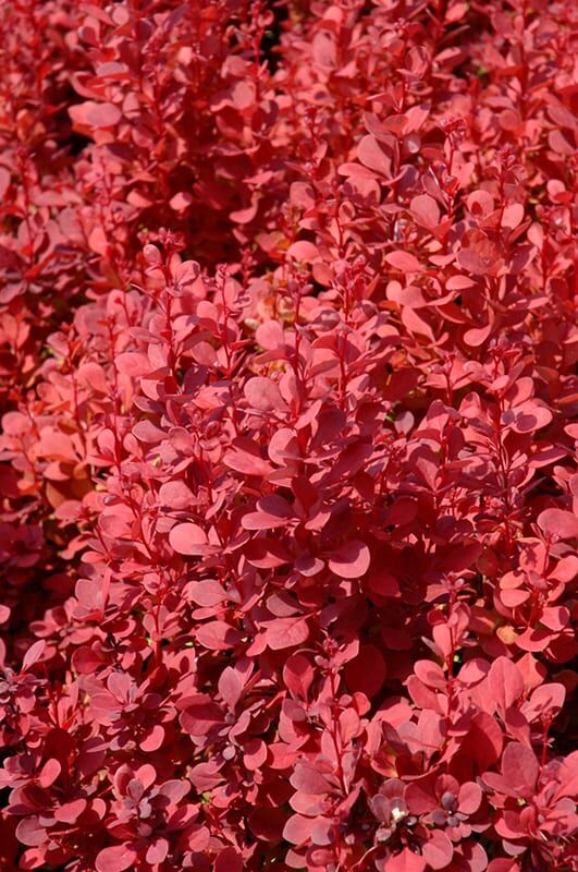 orange rocket Japanese barberry