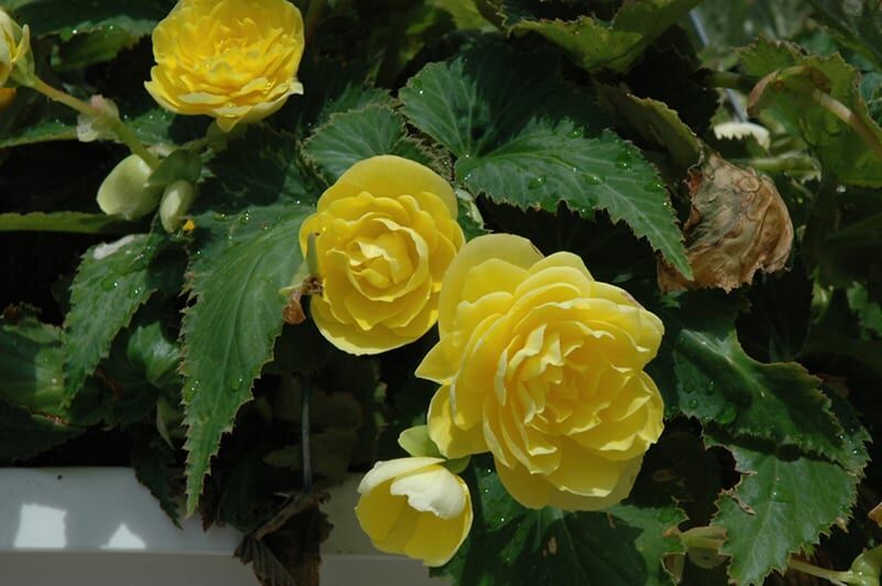 nonstop joy yellow begonia