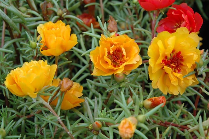 sundial yellow purslane