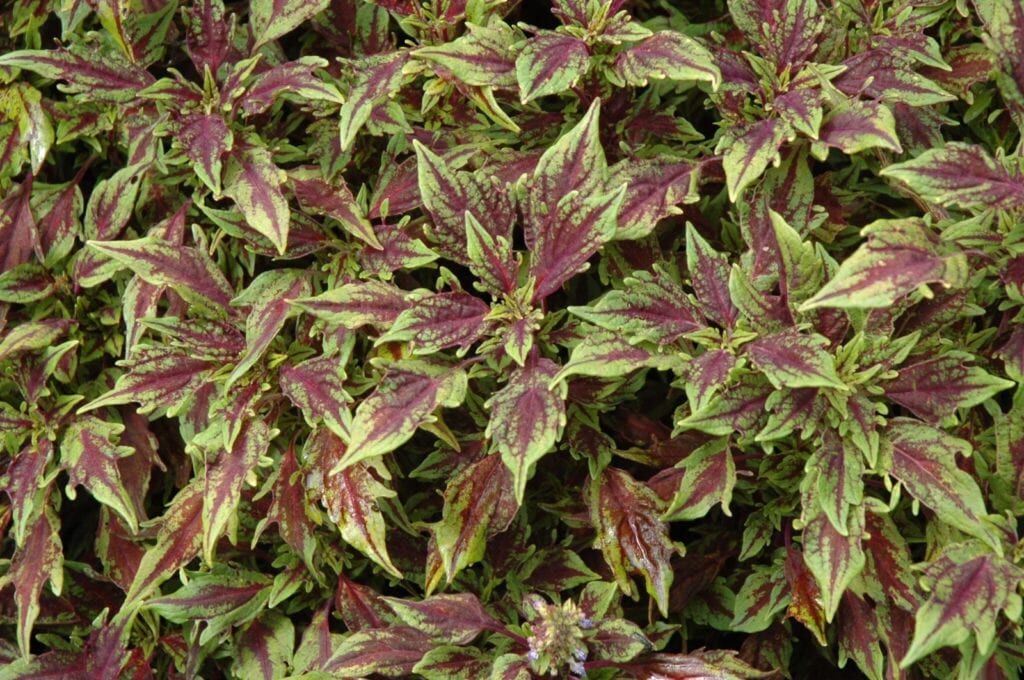 coleus