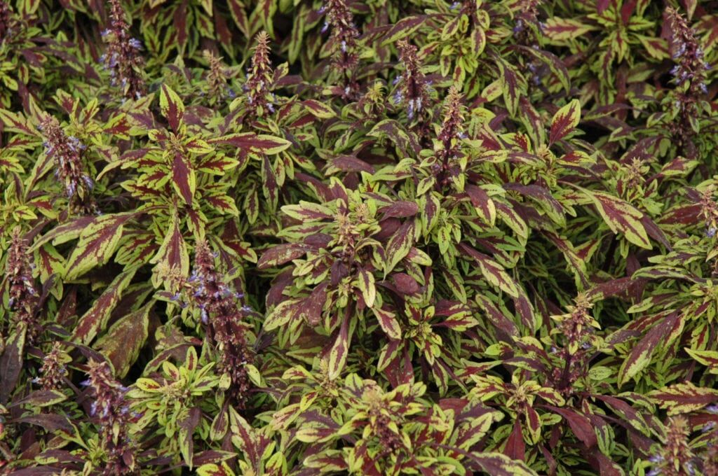 FlameThrower Chipotle Coleus