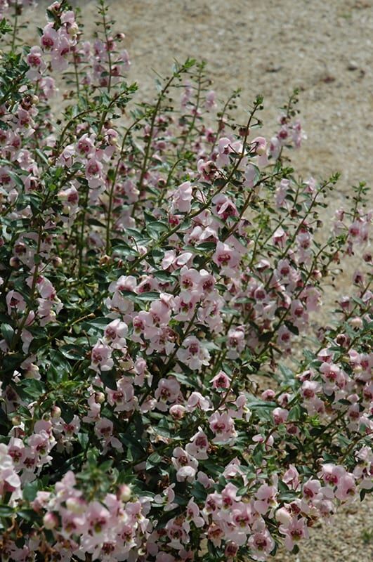 light pink angelonia