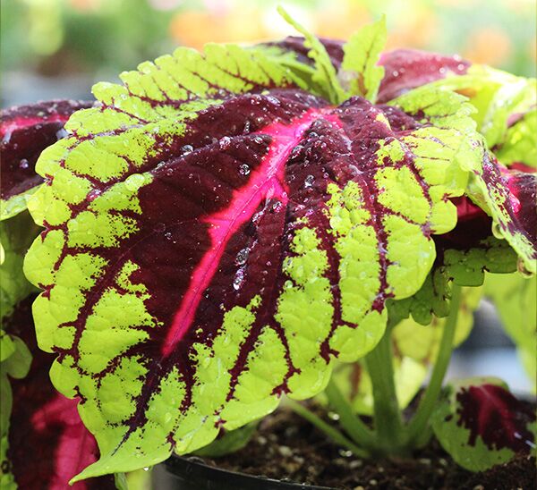 Kong Coleus