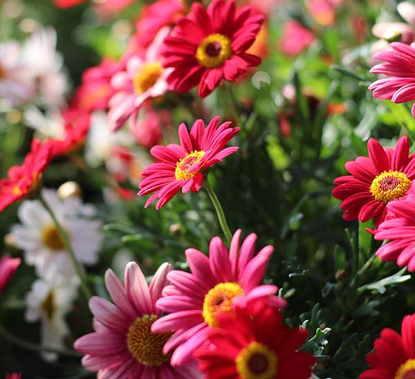 Marguerite Daisy