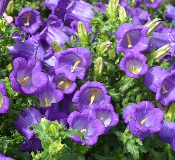 campanula champion blue