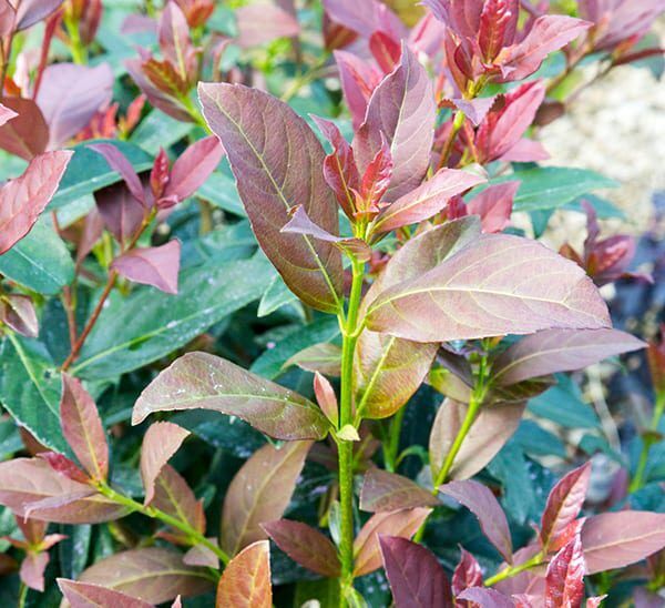 coppertop viburnum