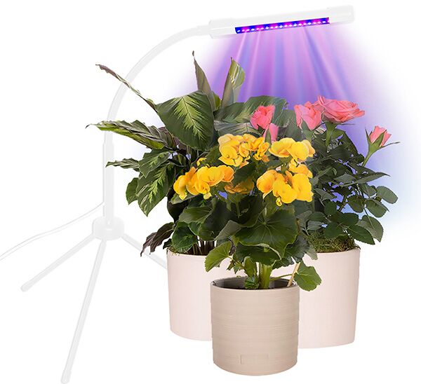 The Grow Light