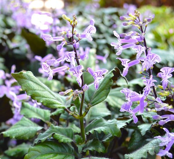 Mona Lavender Plectranthus